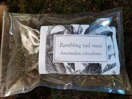 Attēlu rezultāti vaicājumam “Anomodon viticulosus”