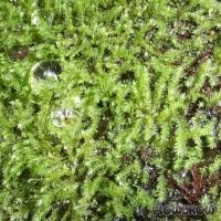 Attēlu rezultāti vaicājumam “Philonotis marchica sporophyte”