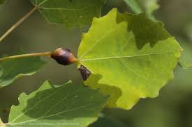 Attēlu rezultāti vaicājumam “Contarinia petioli”