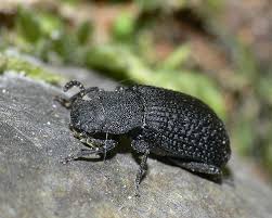 Attēlu rezultāti vaicājumam “Bolitophagus reticulatus imago”