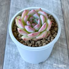 「マリアム=フタピエ」の画像検索結果