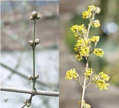 Attēlu rezultāti vaicājumam “Cornus mas flower”