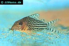 Image result for fish corydoras