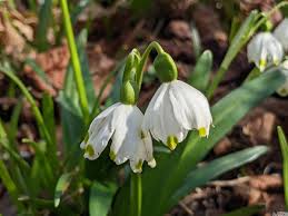 Attēlu rezultāti vaicājumam “Leucojum vernum var. carpathicum”