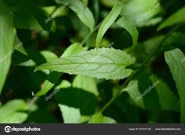 Attēlu rezultāti vaicājumam “Campanula rapunculoides leaf”