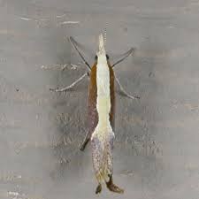 Attēlu rezultāti vaicājumam “Ypsolopha dentella”