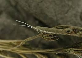 Attēlu rezultāti vaicājumam “Coleophora alticolella”