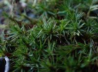 Attēlu rezultāti vaicājumam “Polytrichum juniperinum”