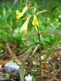 Attēlu rezultāti vaicājumam “Melampyrum pratense leaf”