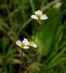 Attēlu rezultāti vaicājumam “Alisma lanceolatum”