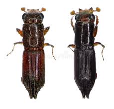 Attēlu rezultāti vaicājumam “Bitoma crenata imago”