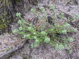 Attēlu rezultāti vaicājumam “Scleranthus annuus”