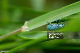 Attēlu rezultāti vaicājumam “Phyllobius”