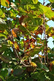 Attēlu rezultāti vaicājumam “Phytocoris tiliae imago”