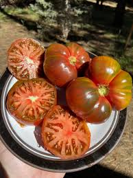 Afbeeldingsresultaat voor black elephant tomato