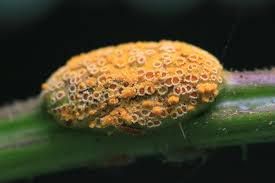 Attēlu rezultāti vaicājumam “Puccinia urticata”