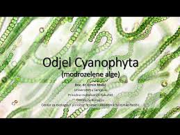 Attēlu rezultāti vaicājumam “Cyanophyta”