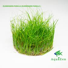 Attēlu rezultāti vaicājumam “Heyderia pusilla”