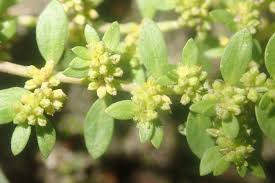 Attēlu rezultāti vaicājumam “Herniaria glabra flower”