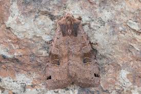 Attēlu rezultāti vaicājumam “Xestia baja”