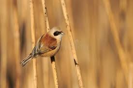 Attēlu rezultāti vaicājumam “Remiz pendulinus”