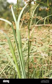 Attēlu rezultāti vaicājumam “Cladium mariscus”