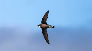 Image result for Hirundapus caudacutus