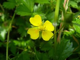 Attēlu rezultāti vaicājumam “Potentilla erecta bud”