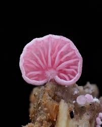 Attēlu rezultāti vaicājumam “Bryum pallescens sporophyte”