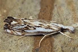 Attēlu rezultāti vaicājumam “Catoptria falsella”