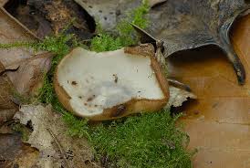 Attēlu rezultāti vaicājumam “Humaria hemisphaerica”