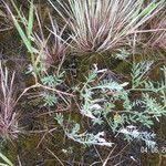 Attēlu rezultāti vaicājumam “Astragalus arenarius leaf”
