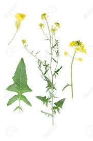 Attēlu rezultāti vaicājumam “Bunias orientalis flower”