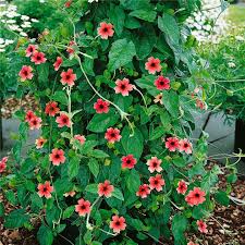 Image result for schwarzäugige Susanne