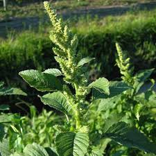 Attēlu rezultāti vaicājumam “Amaranthus retroflexus”