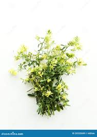 Attēlu rezultāti vaicājumam “Astragalus danicus flower”