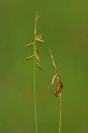 Attēlu rezultāti vaicājumam “Carex pulicaris”