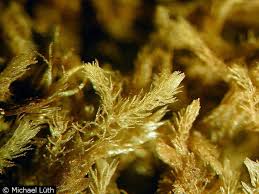 Attēlu rezultāti vaicājumam “Blepharostoma trichophyllum”