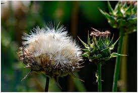 Attēlu rezultāti vaicājumam “Silybum marianum fruit”