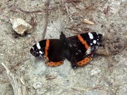 Attēlu rezultāti vaicājumam “Vanessa atalanta upperside”