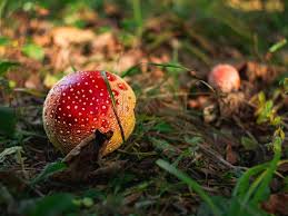 Image result for vliegenzwam