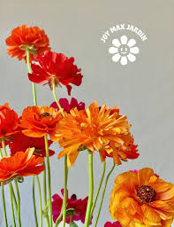 Attēlu rezultāti vaicājumam “Ranunculus mendax flower”