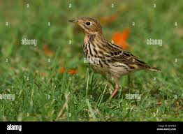 Image result for Anthus cervinus