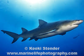 Image result for Negaprion brevirostris