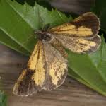 Attēlu rezultāti vaicājumam “Bupalus piniaria male”