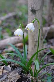 Attēlu rezultāti vaicājumam “Leucojum vernum var. vernum flower”