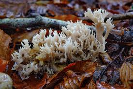 Attēlu rezultāti vaicājumam “Clavulina coralloides”