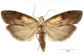 Attēlu rezultāti vaicājumam “Aphomia sociella”