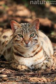 Attēlu rezultāti vaicājumam “Felis silvestris catus adult”