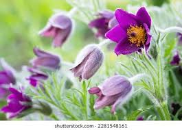 Attēlu rezultāti vaicājumam “Pulsatilla patens”